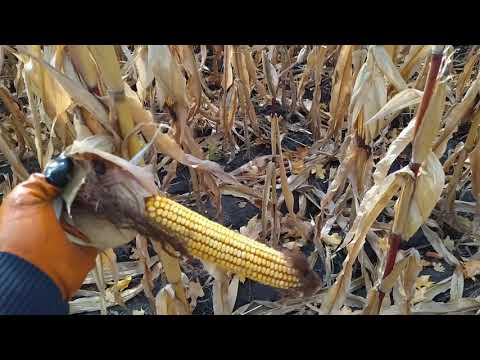 Видео: Огляд демо-кукурудзи з пізнім ФАО// ДМС Гроно vs ЄС Юнкай... хто кого??