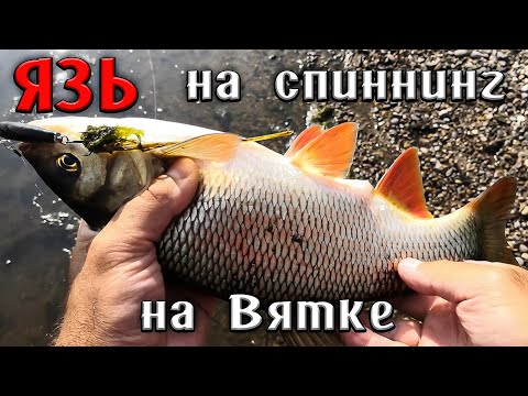 Видео: ЯЗЬ и Жерех на спиннинг. Летняя рыбалка в августе на ZipBaits Rigge и Tsuyoki FUGAZ 36 F.