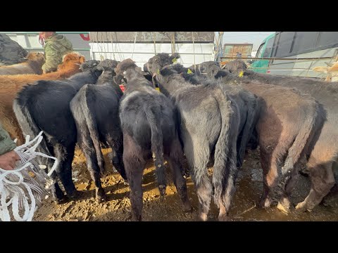 Видео: Торпоктор музоолор кунажын букалар сокулук мал базары 