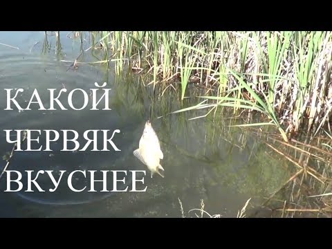 Видео: На Какого Червя Лучше Клюёт. Ловля КАРАСЯ на Резинку