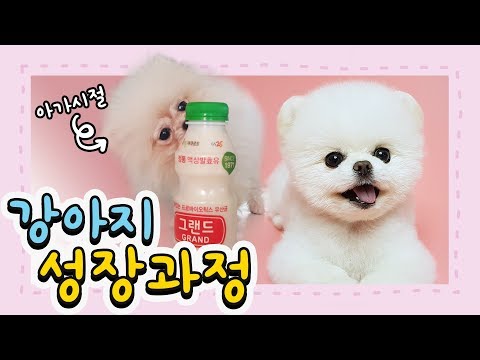 Видео: Щенок померанского шпица от 2 месяцев до 1 года Процесс роста