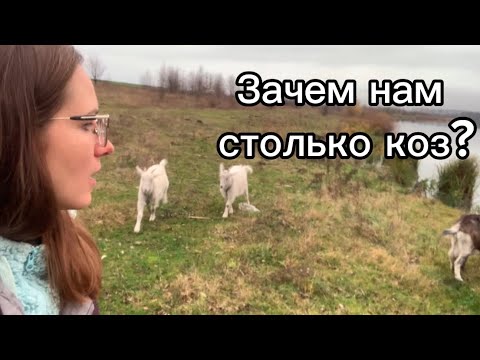 Видео: Зачем нам столько коз?