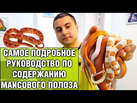 Видео: Маисовый полоз — Содержание в домашних условиях