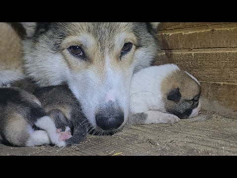 Видео: Что случилось?