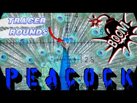 Видео: БЕЗУМНАЯ охота на павлина | ВЫСТРЕЛЫ В ГОЛОВУ | Эволюция пневматического оружия