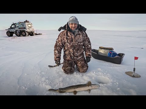 Видео: Рыбалка на Ямале. Режь леску - щука слишком большая | С полем!
