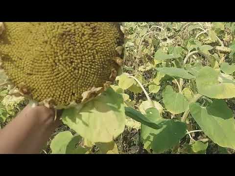 Видео: Стоит ли пахать землю.