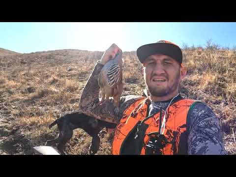 Видео: 2026 кекилик ачылышы / Сокулук /