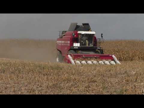 Видео: PALESSE GS 12 A1 убирает кукурузу на зерно !