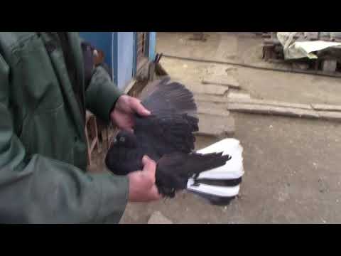 Видео: Голуби Максимильяновка голуби Шамрая.Г