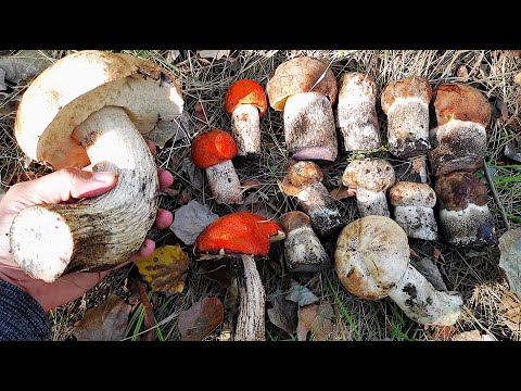Видео: За грибами. Грибы поперли в зарослях кустарника. Грибы 2025