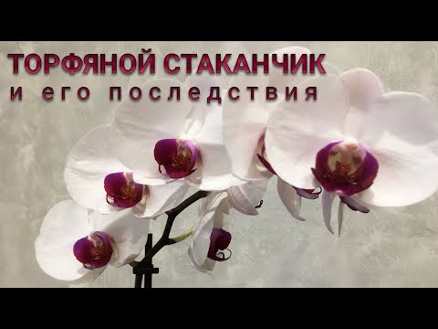 Видео: 🔥 ПЕРЕСАДКА  ОРХИДЕИ С УЦЕНКИ...🔥