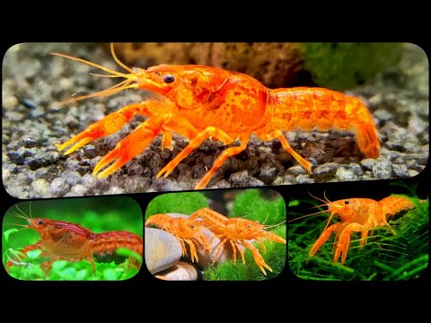 Видео: Мексиканский оранжевый карликовый рак в аквариуме. Содержание, разведение рака и поведение