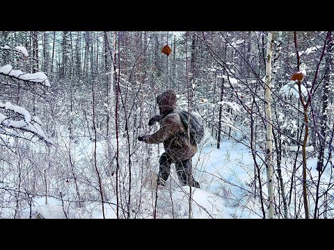 Видео: Догонялки Лисы 🦊 и соболя 🐱Отшельник (30 лет одиночества 108 серия)