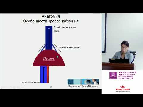 Видео: Первухина И. Ю. - УЗИ печени