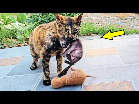 Видео: Девушка спасла тощую кошку от голода, но то, что она принесла на утро – ПОВЕРГЛО В ШОК!