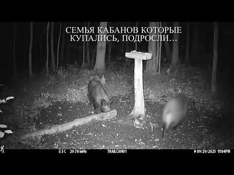 Видео: Кабанчики осенью