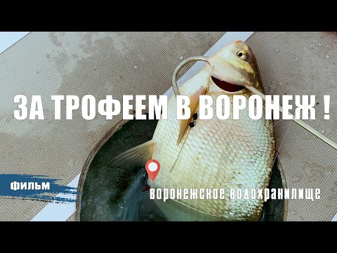 Видео: ПОЛУЧИЛ КАЙФ ОТ ПОКЛЁВОК ТРОФЕЙНОГО ПОДЛЕЩИКА. РЫБАЛКА В ГОРОДЕ ВОРОНЕЖ.
