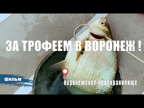 Видео: ПОЛУЧИЛ КАЙФ ОТ ПОЛКЛЁВОК ТРОФЕЙНОГО ПОДЛЕЩИКА. РЫБАЛКА В ГОРОДЕ ВОРОНЕЖ.