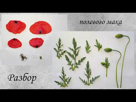 Видео: Разбор полевого мака