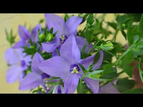 Видео: Размножение уникальной кампанулы: сорт Чирилло (Cirillo)