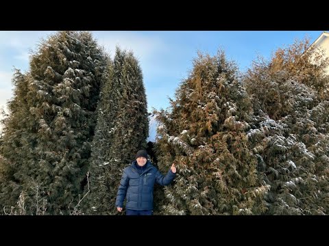 Видео: Из чего быстрее вырастить ТУИ ИЗ СЕМЯН ИЛИ ЧЕРЕНКОВ? РЕЗУЛЬТАТ за два года!