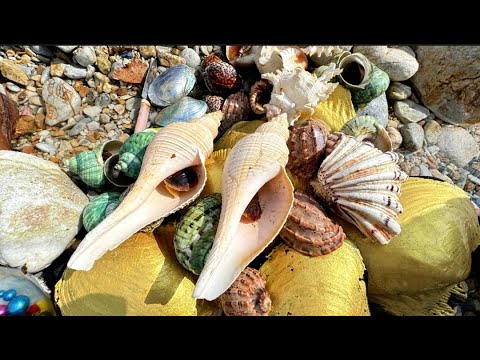 Видео: Супер чистый берег, прозрачная вода. Множество жемчужных ракушек и улиток.