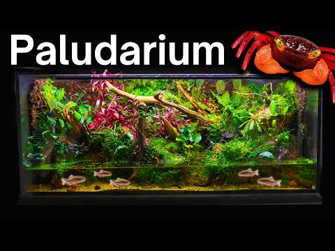 Видео: Я создал гигантскую экосистему для крабов-вампиров. Вот как!