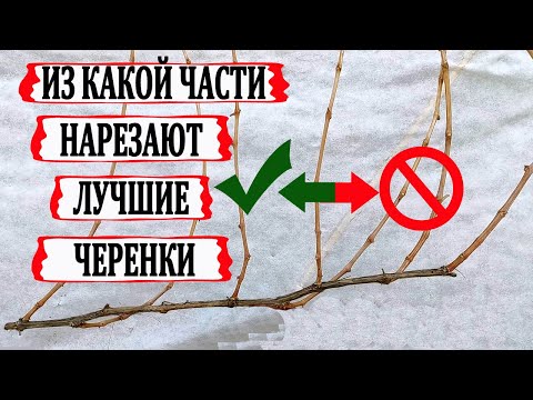 Видео: 🍇 Как ПРАВИЛЬНО НАРЕЗАТЬ и ЗАГОТОВИТЬ ЧЕРЕНКИ ВИНОГРАДА для укоренения. Какие ВЫБРАСЫВАЕМ В МУСОР.