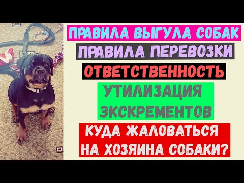 Видео: #6 | ПРАВИЛА ВЫГУЛА СОБАК | ПРАВИЛА ПЕРЕВОЗКИ СОБАК | ОТВЕТСТВЕННОСТЬ | ЗАКОН О СОДЕРЖАНИИ СОБАК