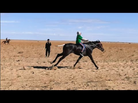Видео: Ұштаған ас беру бәйге 12.10.2025 Аламан 25  шақырым /тай 7 шақырым