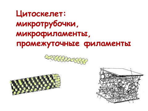 Видео: Цитоскелет: микротрубочки, микрофиламенты, промежуточные филаменты