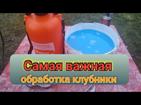 Видео: Самая ВАЖНАЯ первая обработка клубники весной. Belklubnika.by