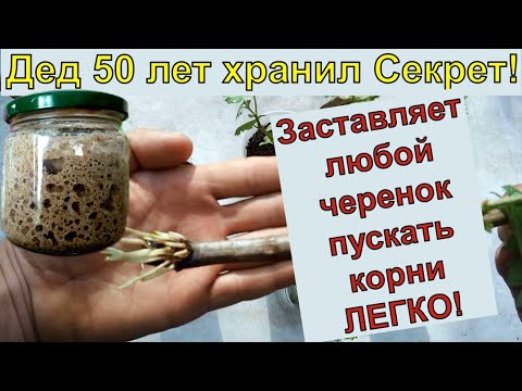Видео: САМЫЙ ПРОСТОЙ СПОСОБ УКОРЕНИТЬ ЛЮБОЙ ЧЕРЕНОК 100% Черенкование. Черенки винограда.Черенкование роз.