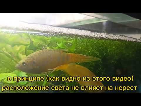 Видео: НЕРЕСТ МАКРОПОДОВ.