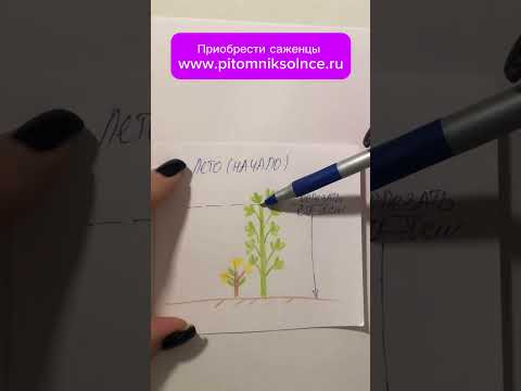 Видео: Малиновое дерево -как выращивать и формировать