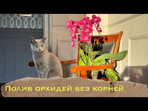 Видео: Полив орхидей без корней . И не только 🤔 #orchid #flowers #plants #phalaenopsisorchid