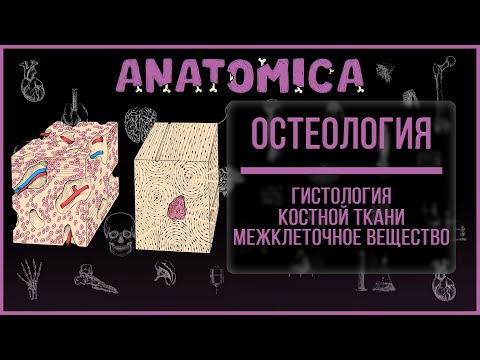 Видео: Гистология костной ткани / Межклеточное вещество костной ткани / Остеология
