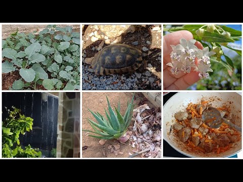 Видео: Олины Истории 🏜 Влог #280