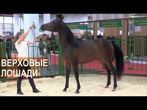Видео: Верховые лошади.  Выставка Золотая Осень-2017