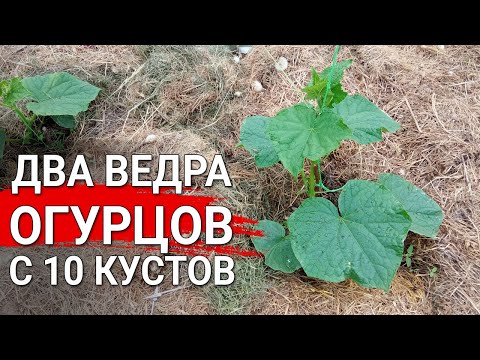 Видео: Два ведра огурцов с 10 кустов |  Секрет обильных урожаев огурцов