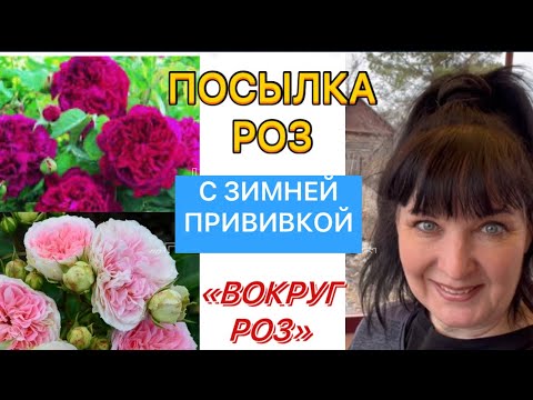 Видео: Распаковка посылки из питомника А.Глубоковой « ВОКРУГ РОЗ»Питомник меня приятно удивил!)(26.04.23)