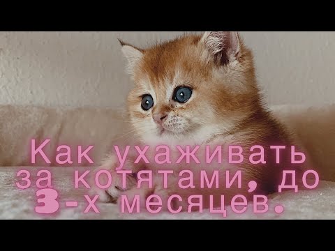 Видео: 🤩КАК УХАЖИВАТЬ ЗА КОТЯТАМИ С РОЖДЕНИЯ 1 ЧАСТЬ😻ДО 3_Х МЕСЯЦЕВ🙀GOLDEN KITTENS👑ЗОЛОТАЯ КОШКА👑