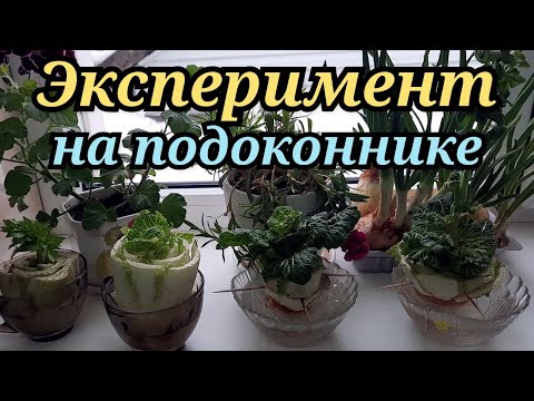 Видео: Эксперимент продолжается! Сельдерей и пекинская капуста на подоконнике! СТИХиЯ