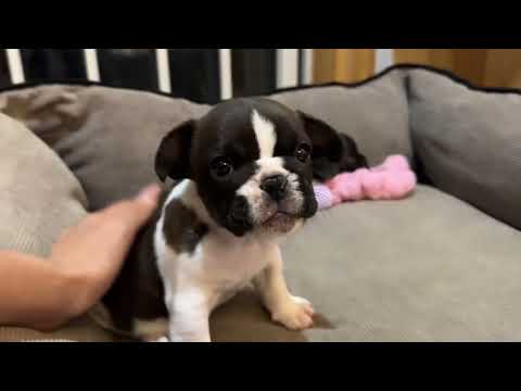 Видео: БОР ХООЛОНД ОРОВ