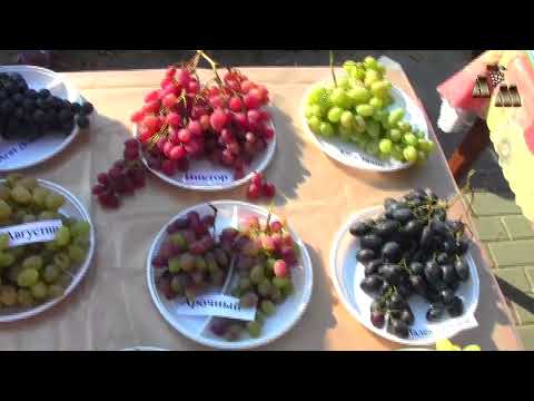 Видео: 🍇 Выставка винограда 2016