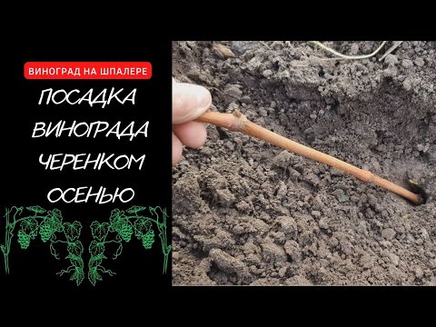 Видео: Посадка винограда черенком осенью на постоянное место.