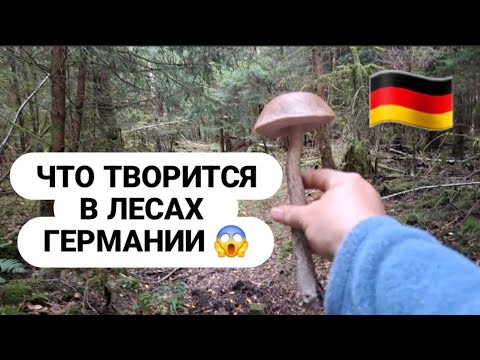 Видео: 🇩🇪 НАСОБИРАЛА КОРЗИНКУ ГРИБОВ 😍 ЧТО ТВОРИТСЯ В ЛЕСАХ ГЕРМАНИИ  😱 #trending #германия #обзор #pilze 