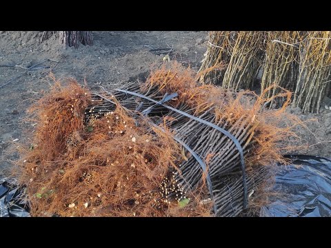 Видео: Відділяємо, сортуємо, пакуємо, відправляємо якісний посадковий матеріал.