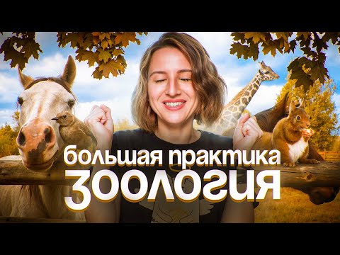 Видео: Зоология. Большая практика | ЕГЭ-2025 по биологии